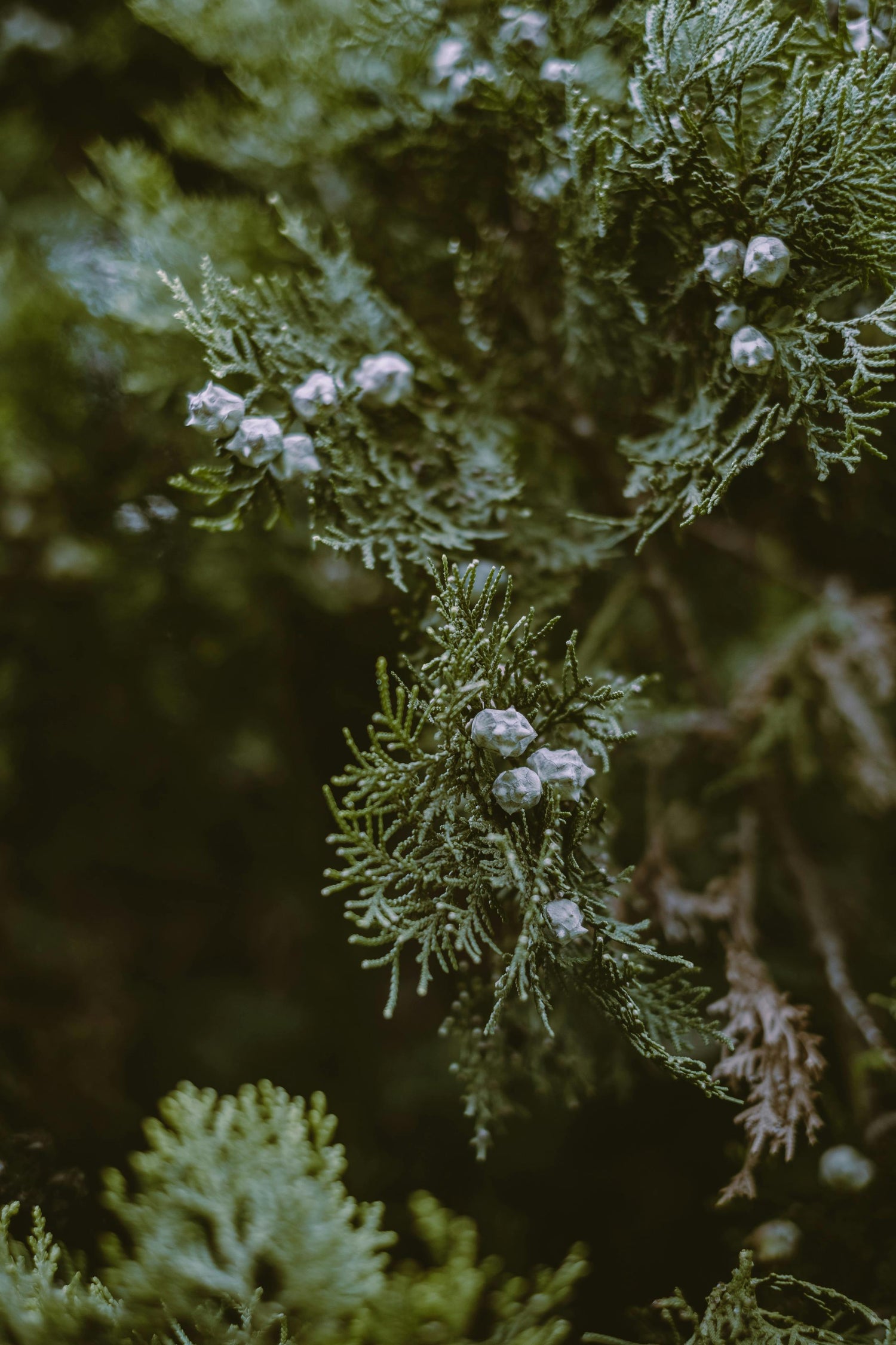 plantpool images